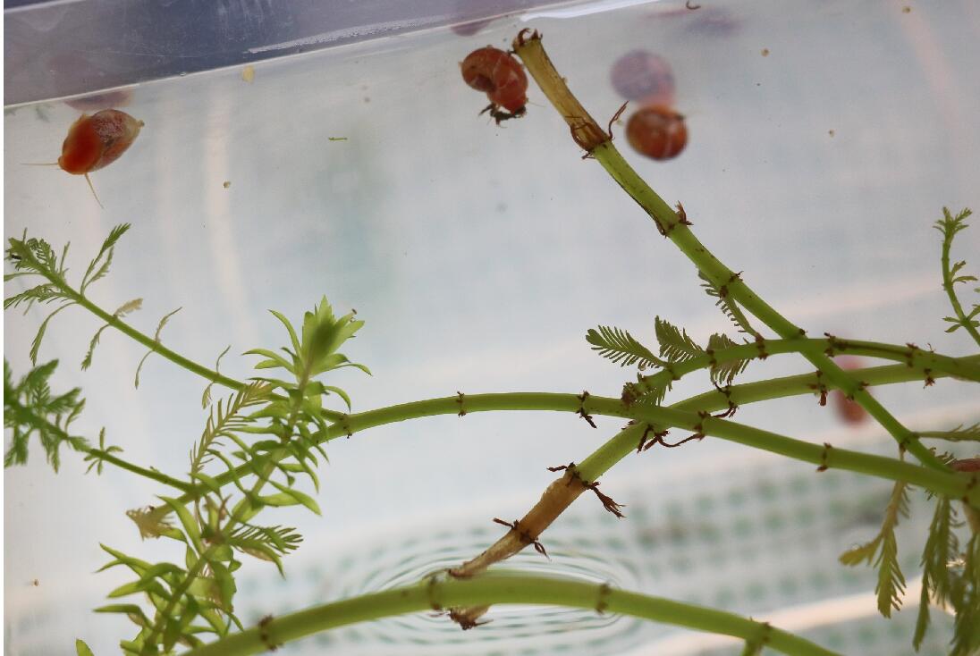 ƻ���ݱ��׵ĺô��ͻ��� ƻ������ô��ֳ��