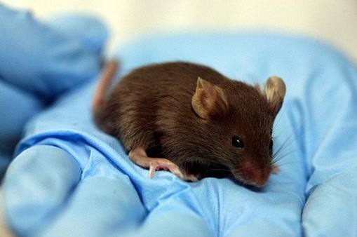 ����ҽ�����Ч������ ����ν��������������