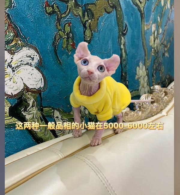 ˹�ҿ�˹è����Ǯһֻ ˹�ҿ�˹Ϊʲô��ʨ��������