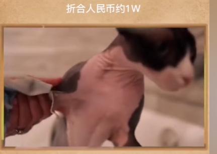 ˹�ҿ�˹è����Ǯһֻ ˹�ҿ�˹Ϊʲô��ʨ��������