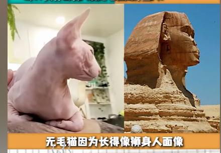 ˹�ҿ�˹è����Ǯһֻ ˹�ҿ�˹Ϊʲô��ʨ��������