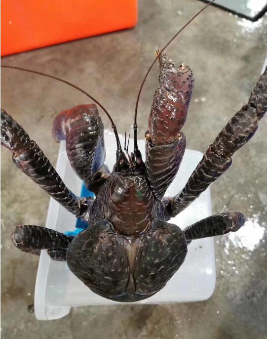 Ҭ��зβ������ʲô ����з�ܳ���