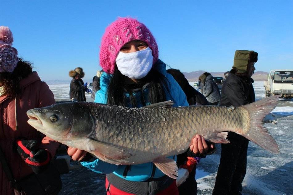 ��ɺ�����ͷ��۸�� ��ɺ�������ƭ����