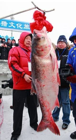 ��ɺ�����ͷ��۸�� ��ɺ�������ƭ����