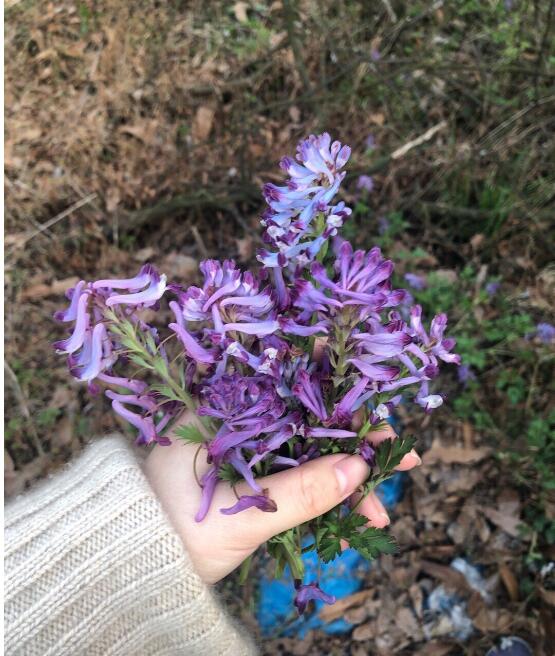 �ϳ��ݳ��˻������� �����ǵ�ָ��һ�ֲ�