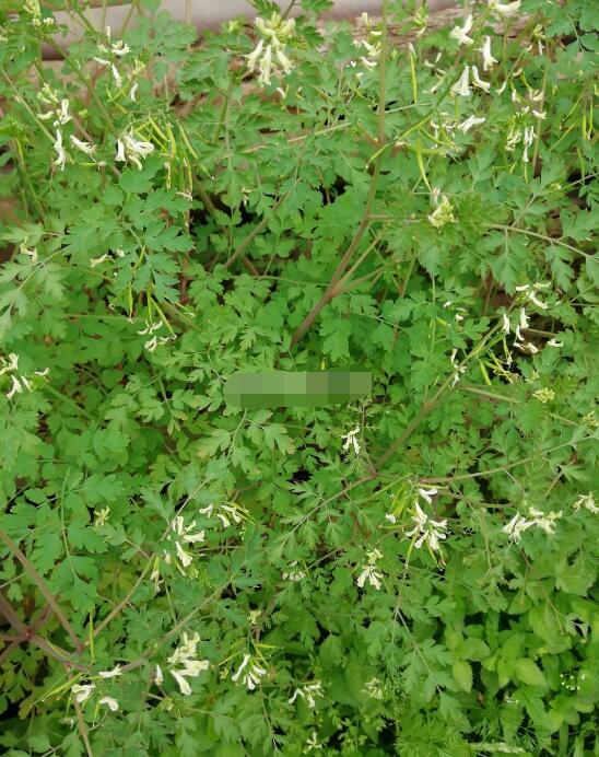 �ϳ��ݳ��˻������� �����ǵ�ָ��һ�ֲ�