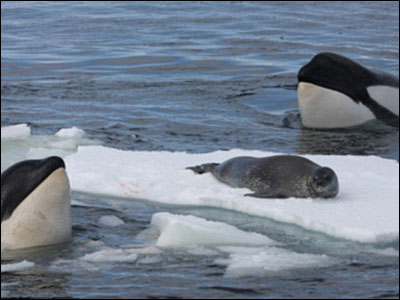 ��������ͷ���ĸ����� Ϊʲô��ͷ��ר����ֹ��������