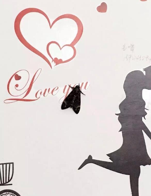 ��������ʲô����ͼƬ ���־͸���һ�ֺܲ��õĸо�