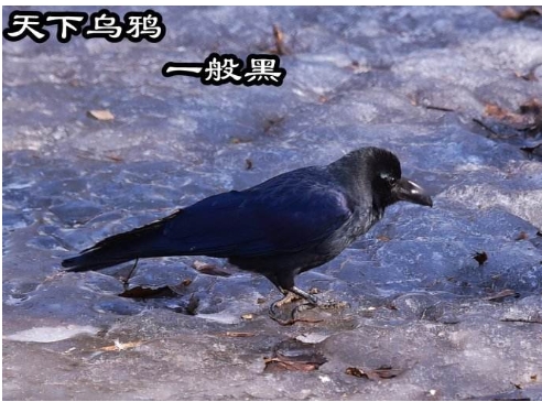 乌鸦叫预示什么 乌鸦叫真的是不好的事情吗