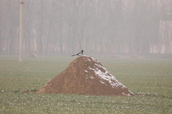 ��Ĺ����������ò��� ���ַ�Ĺ����������Ԥʾ��ʲô