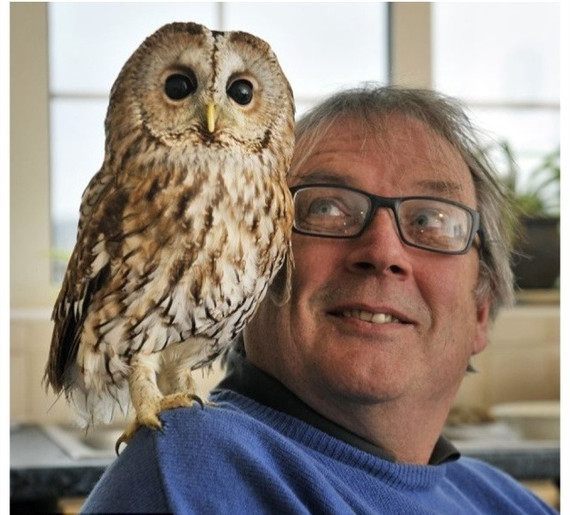 猫头鹰为什么亲近人类 不怕人