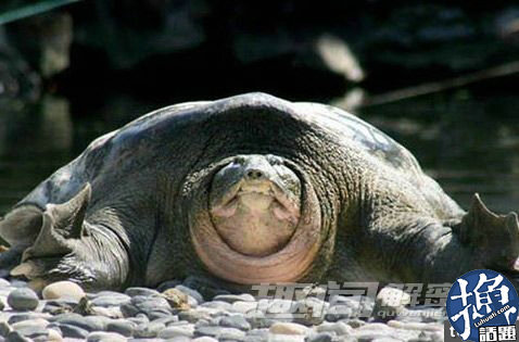 ��ǧ��ǰ��Ĺ�ڳ���� ��Ĺ�ڳ���˯ǧ�����