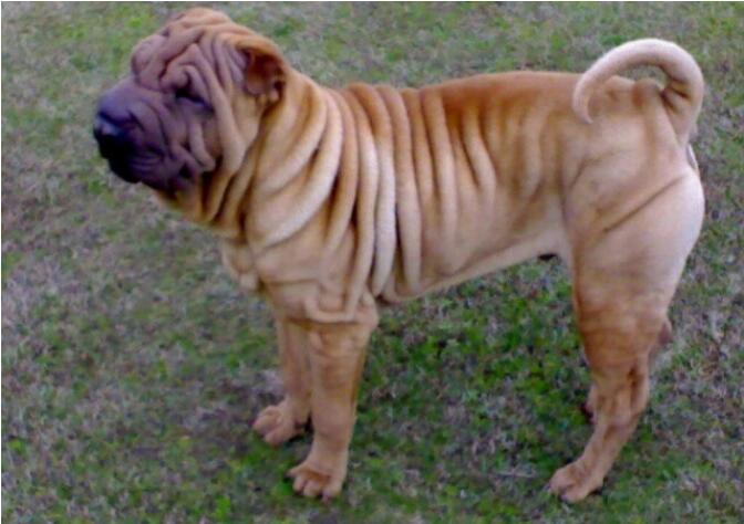 ɳƤ�������� ɳƤ����������ʲô��˼