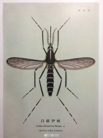 ��������ҧ����ô�� �������ú���ͨ����˭����ǿ