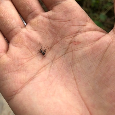 白纹伊蚊咬了怎么办 白纹伊蚊和普通蚊子谁毒性强
