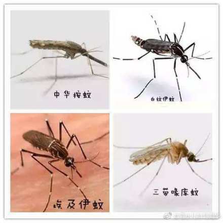 ��������ҧ����ô�� �������ú���ͨ����˭����ǿ