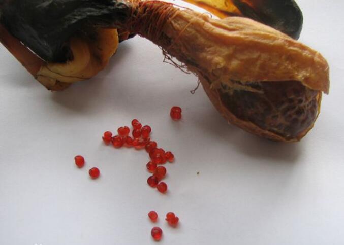 猪砂和朱砂一样吗 猪砂是什么东西