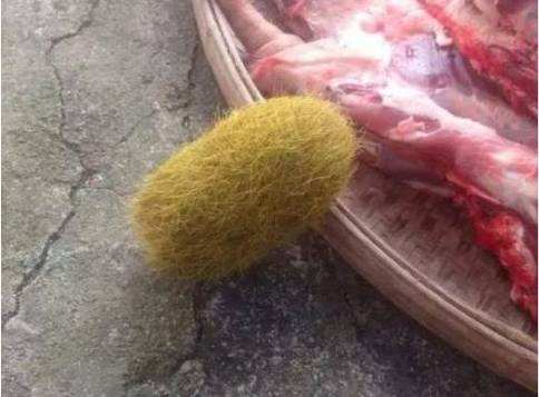 猪砂和朱砂一样吗 猪砂是什么东西