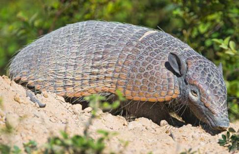 穿山甲喜欢吃什么 穿山甲为什么不能养殖