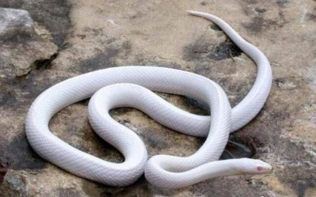 ���ϴ����ɵ��˵��ص� ������������������ʵ���ڵ�