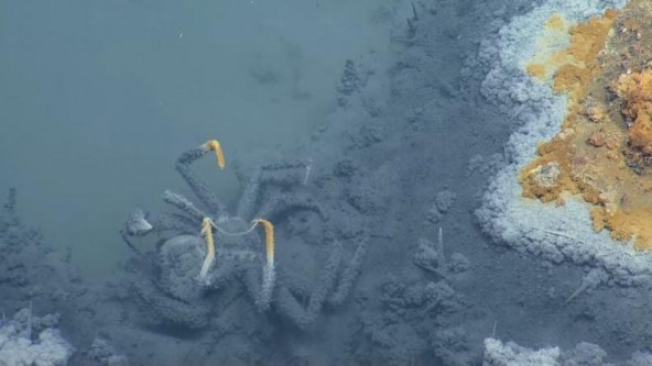 研究员去年在墨西哥海湾海底发现了一个大型盐卤池,现在已经制作出高