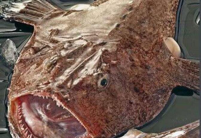 �����������öԱ�ͼ �����ó�����ֺܳ���