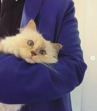 �Ϸ�ү�����������ժ���۾�����Ƭ ����è������ô����