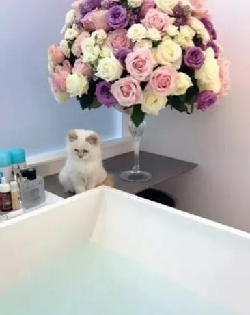 �Ϸ�ү�����������ժ���۾�����Ƭ ����è������ô����