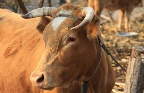 ţ���ϵ���Ѫ���ʲô ţ���ϵ���Ѫ����ô��