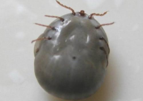 ţ���ϵ���Ѫ���ʲô ţ���ϵ���Ѫ����ô��