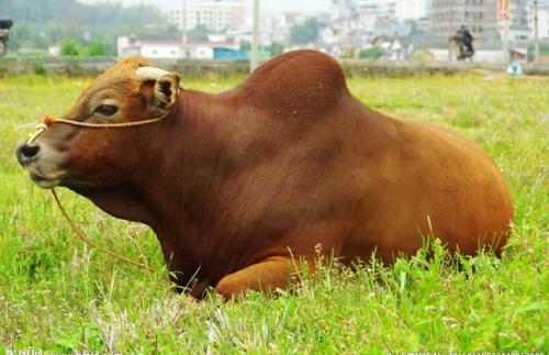 ţ���ϵ���Ѫ���ʲô ţ���ϵ���Ѫ����ô��