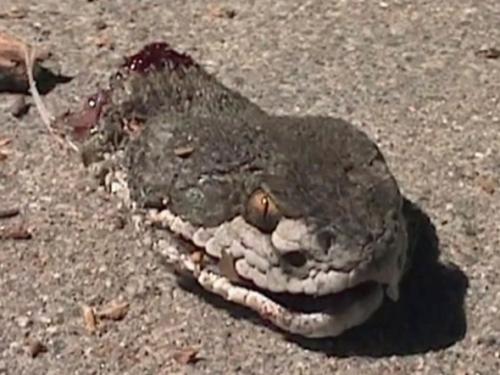 ������Ϊʲô���ᶯ ��ͷ��˵����͸͸��