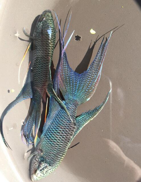 ������ô�� ��һֱ������ȥ����Ҫһ�㼼��