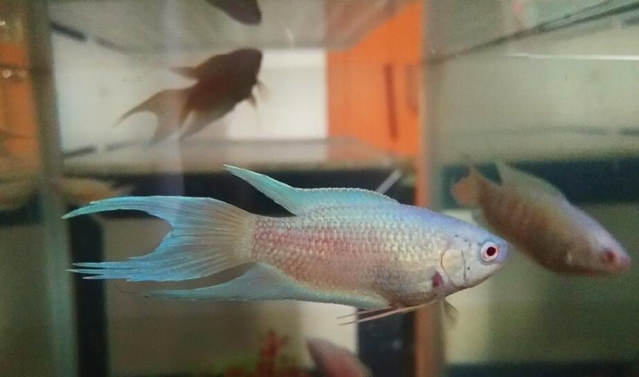 ������ô�� ��һֱ������ȥ����Ҫһ�㼼��