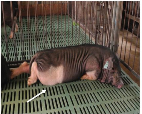 ���������赸֢�� �赸֢��ʲô��