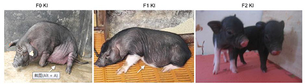 ���������赸֢�� �赸֢��ʲô��