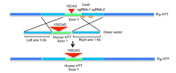 ���������赸֢�� �赸֢��ʲô��