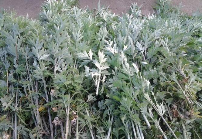 ����ΪʲôҲ������������ ��������ʲô������ʲô