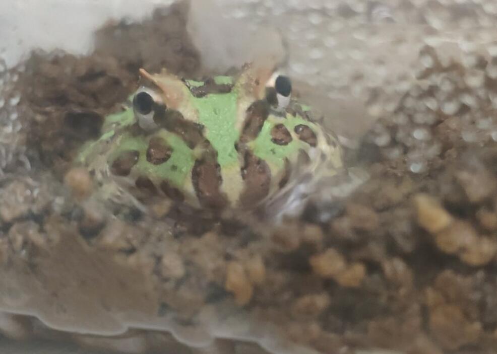 ����Ϊʲôһֱײ���� ������ҧ����ô��