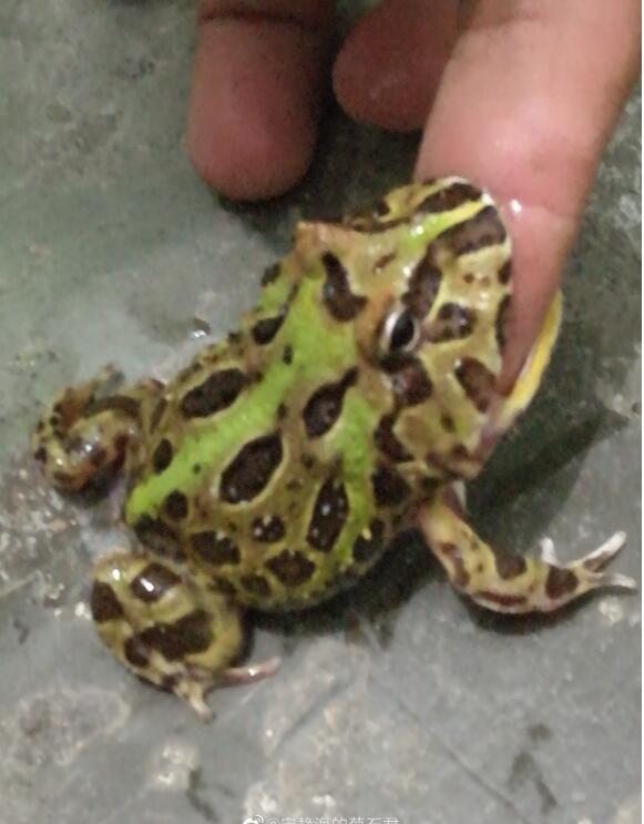 ����Ϊʲôһֱײ���� ������ҧ����ô��