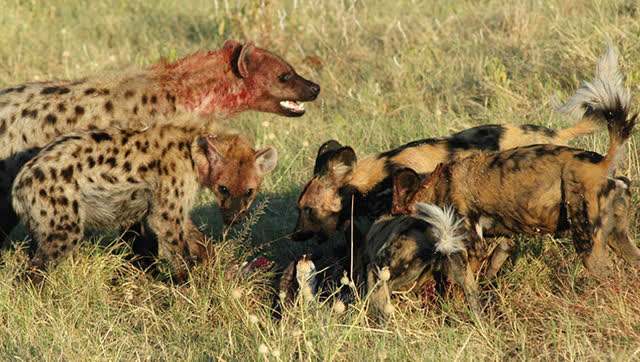 �๷��Ұ��������Ƶ Ұ��Ϊʲôʹ���๷