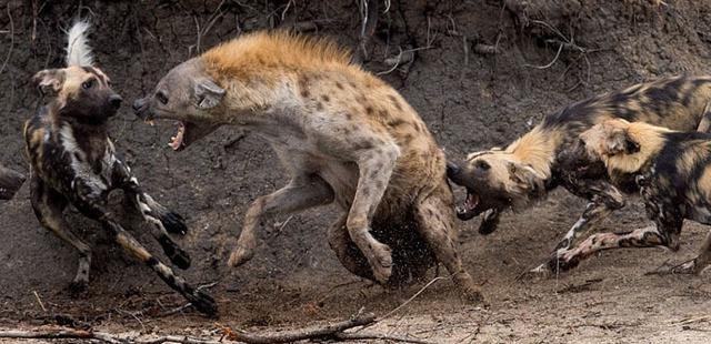 �๷��Ұ��������Ƶ Ұ��Ϊʲôʹ���๷