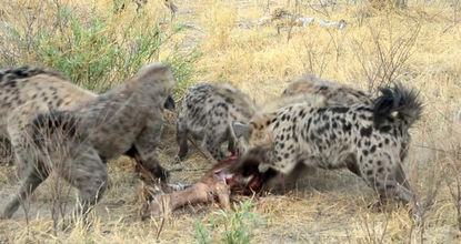 �๷��Ұ��������Ƶ Ұ��Ϊʲôʹ���๷