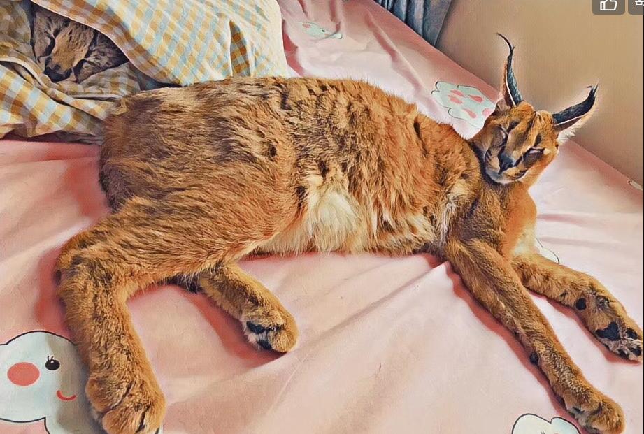 ��è���Ե��������� ���й�����è������