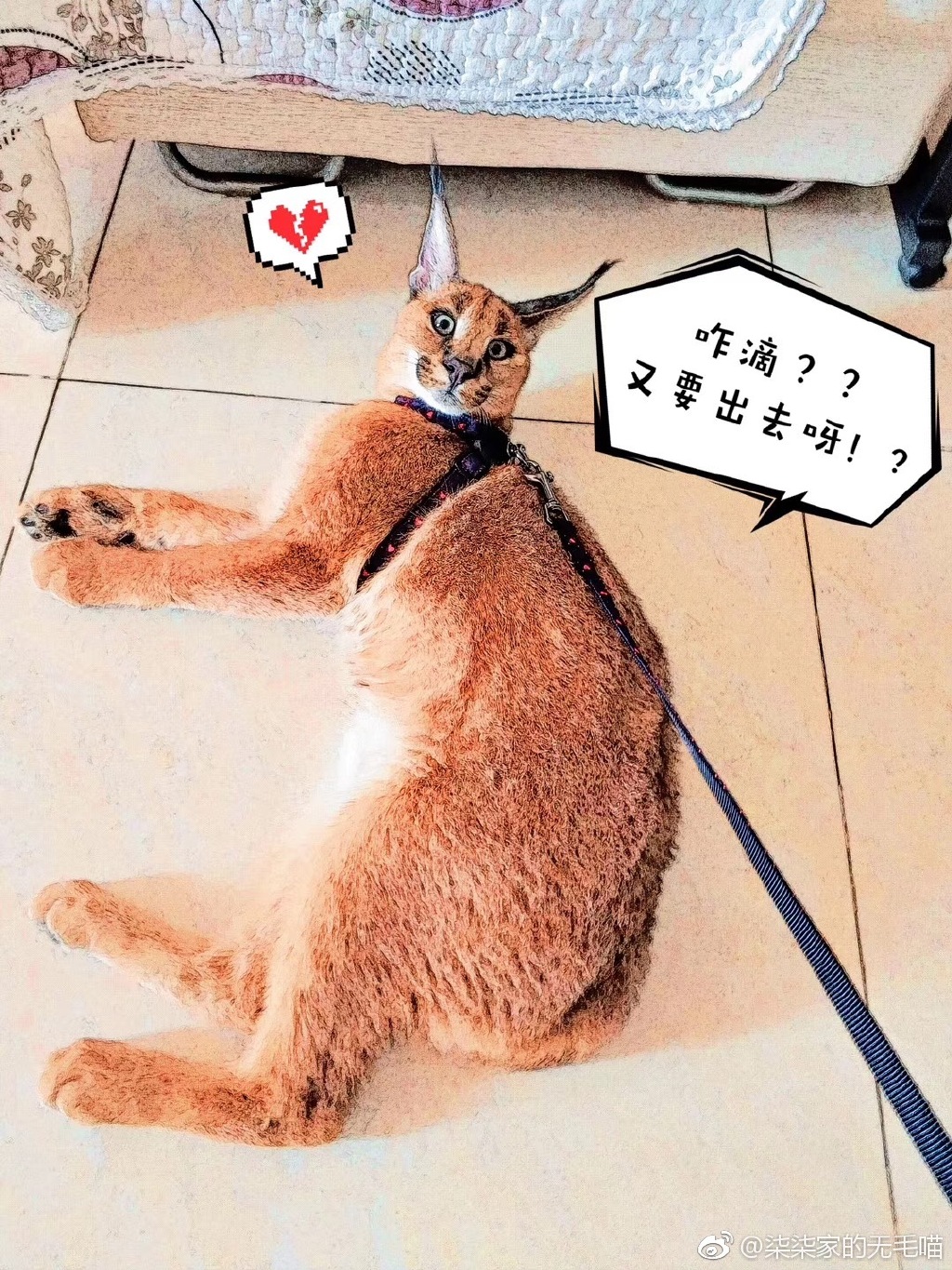 ��è���Ե��������� ���й�����è������