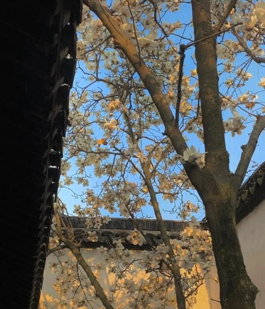 �ԹҶ���֦��ʲô�� �ԹҶ���֦Ը����ָʲô