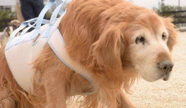 ���������ؼҿ������� ��������ͷ��ȥ������