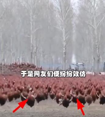 ������ʲô��˼ �����˲�������ʲô��