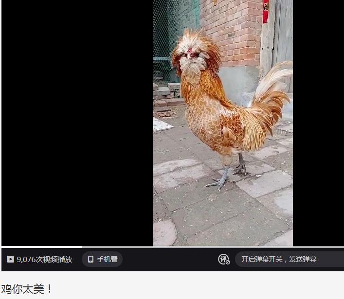 ������ʲô��˼ �����˲�������ʲô��