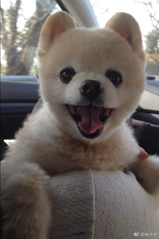 俊介犬长大后的样子图 俊介犬好养吗